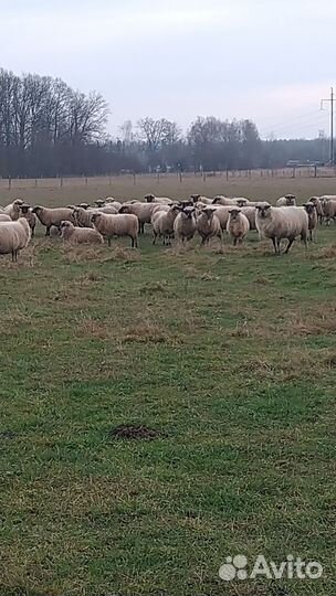 Овцы ярки