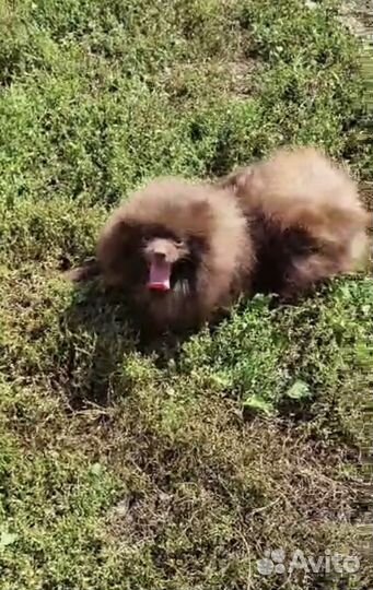 Шоколадный шпиц вязка