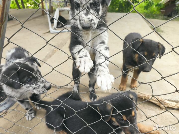 Щенята в добрые руки помесь