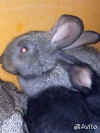 Кролики мясных пород