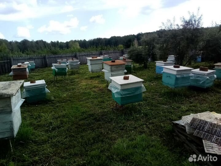Продам пчелосемьи