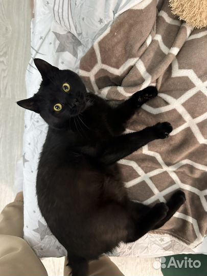 Котик ищет дом