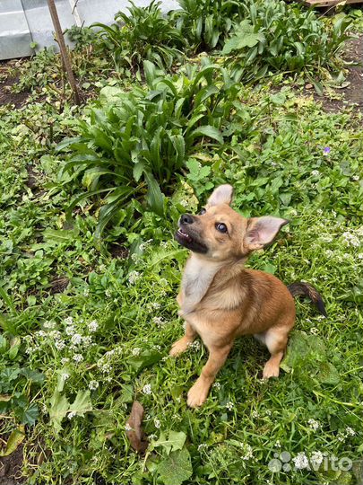 Собака в добрые руки отдам бесплатно