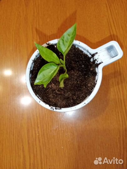 Перец комнатный острый