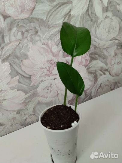 Сингониум(детки),Эпипремнум