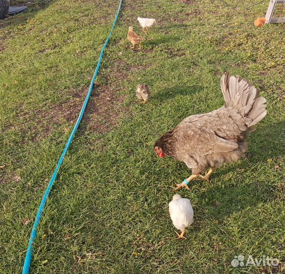 Цыплята несушки