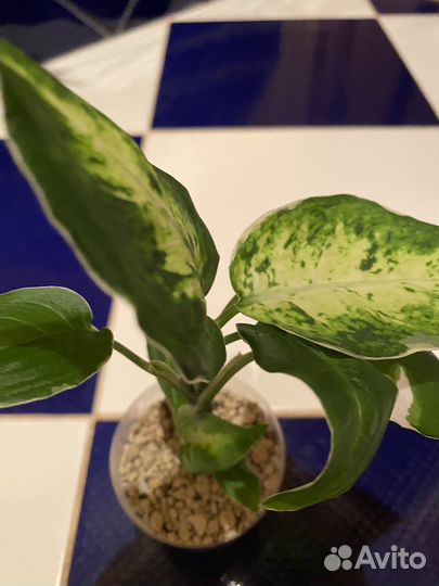 Диффенбахия « Пацифик Рим», 