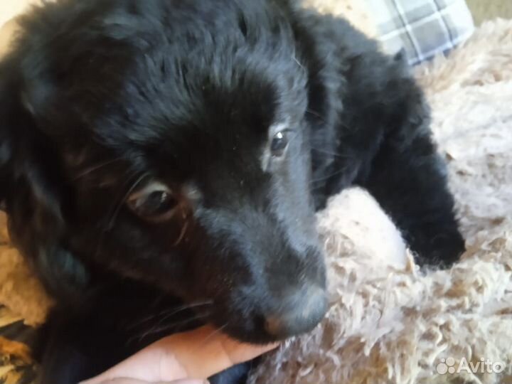 Отдам в хорошие, добрые руки щенят