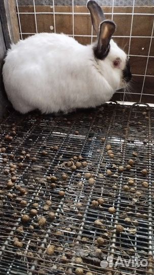 Калифорнийские кролики