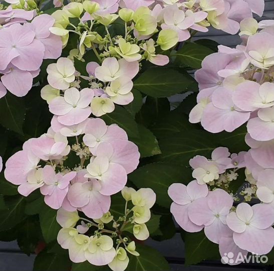 Гортензия French bolero