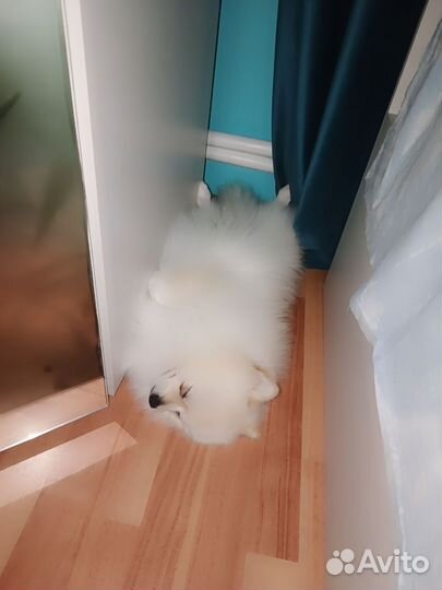 Померанский шпиц медвежьего типа