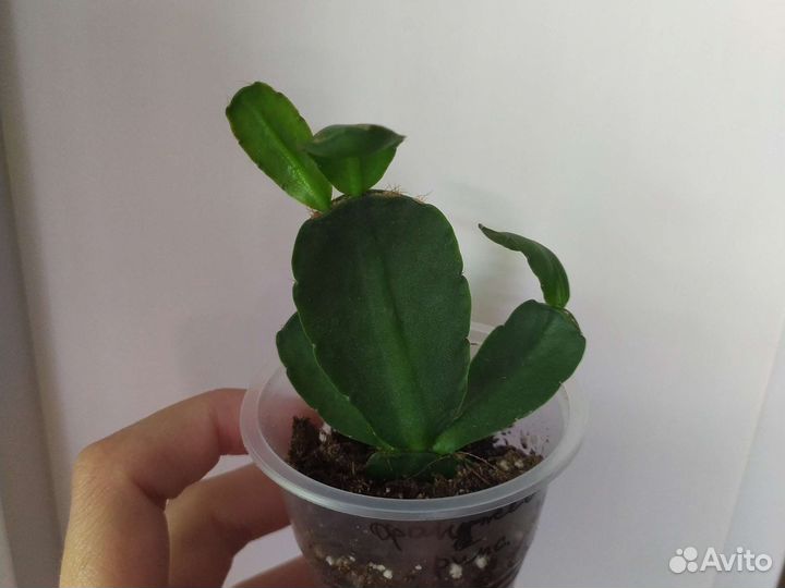 Рипсалидопсис