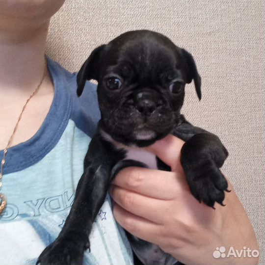 Щенки французкого бульдога