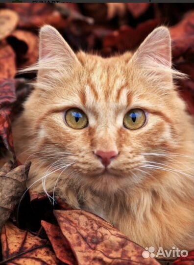 Кот ищет дом