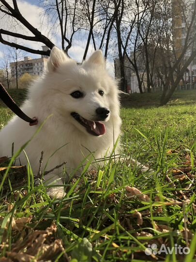 Выгул собак