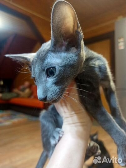Ориентальные котята от чемпиона