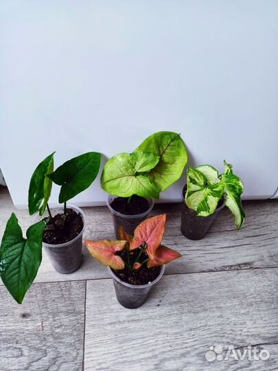 Комнатные цветы