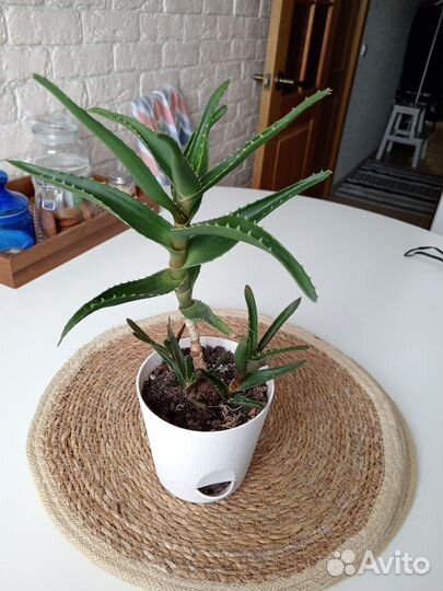 Алоэ древовидное столетник