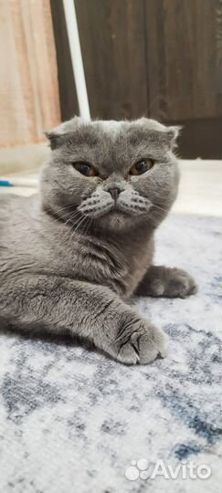 Кошка вислоухая