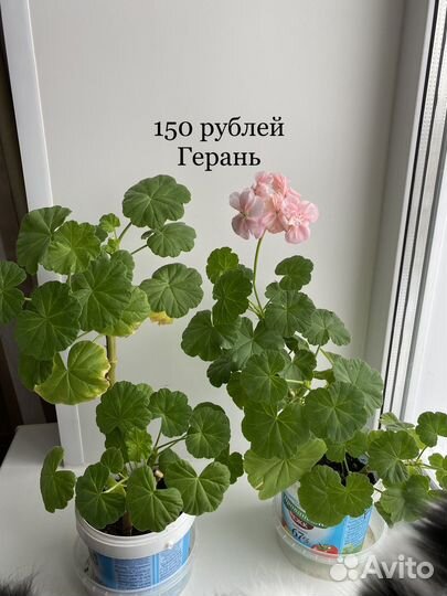 Герань,рэо, колеус