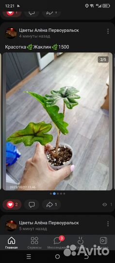 Сингониум Орм Нак,Жаклин,Орбифолия