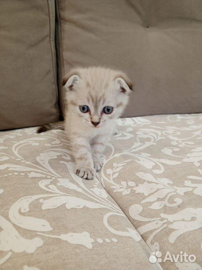 Шотландская кошка