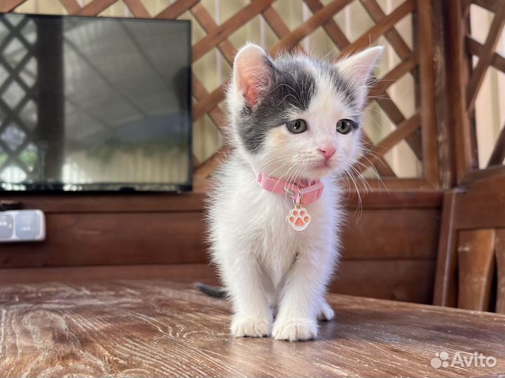 Котенок - девочка