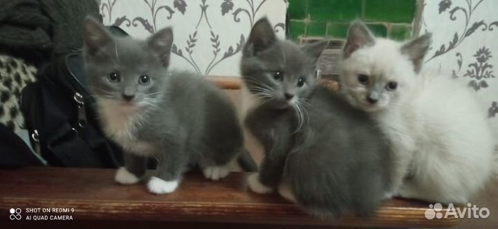 Котята в добрые руки