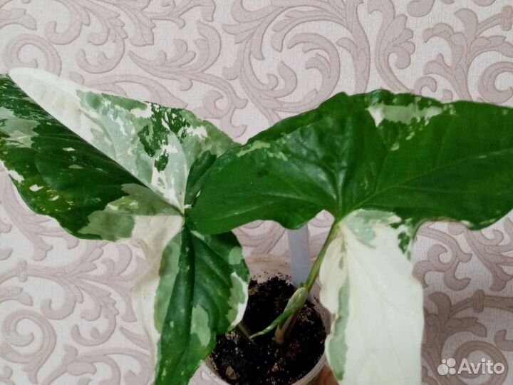 Сингониумы в ассортименте