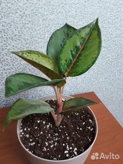 Аглаонема Ред Нерф