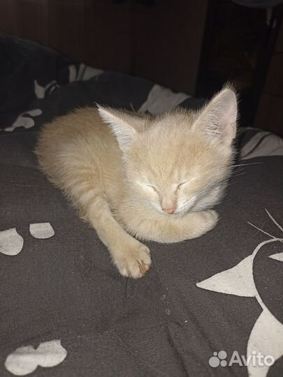 Мальчик Перс