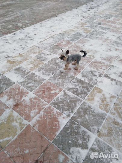 Йорк-мини ищет подругу