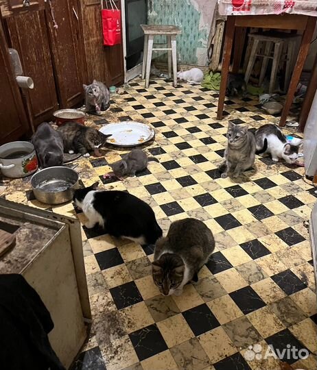 Котята, кошка, кот мышеловка в добрые руки