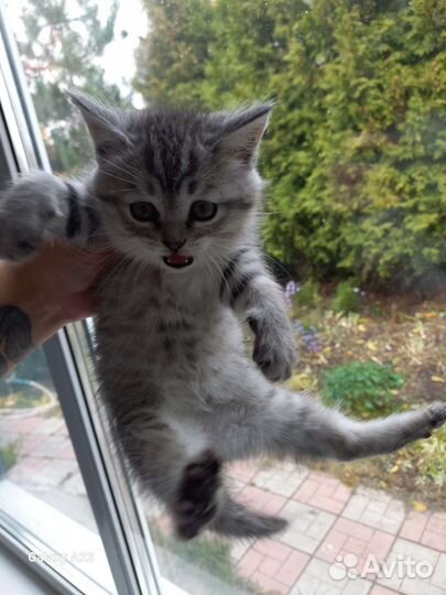 Котята