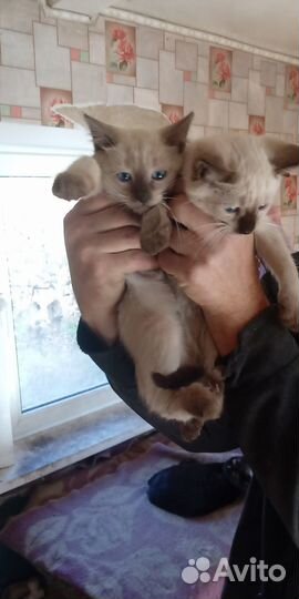 Кошечку отдам в добрые руки бесплатно