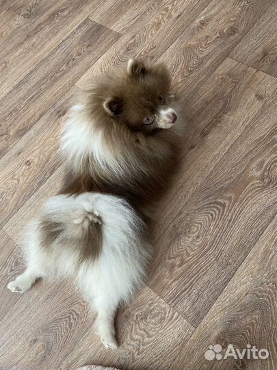 Шпиц на вязку