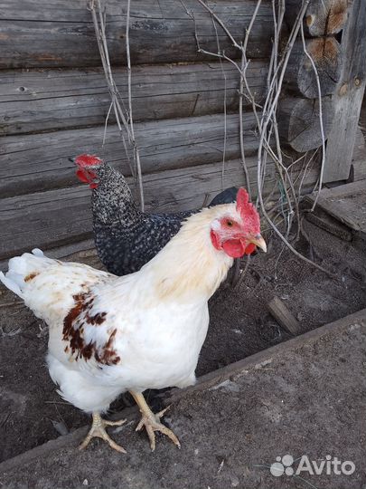 Продам молодых петухов