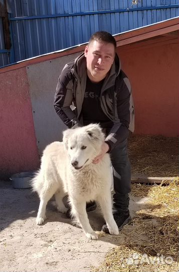 Овчарки в добрые руки