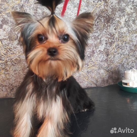 Йорк мини девочка