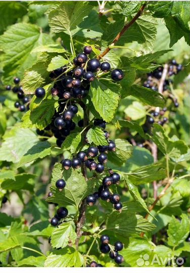 Черная смородина