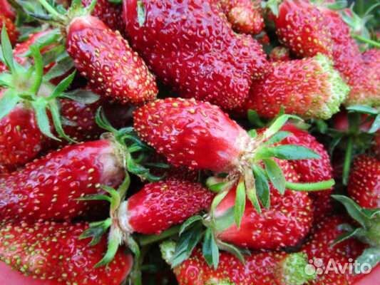 Клубника 