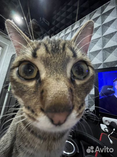 Кот