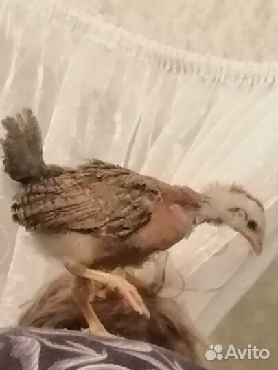 Цыплята несушки