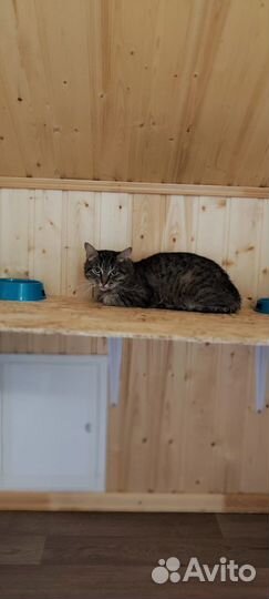 Котик полосатый бесплатно