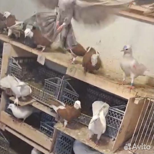 Голуби Бакинские бойные широкохвостые