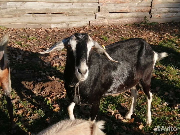 Нубийские козы