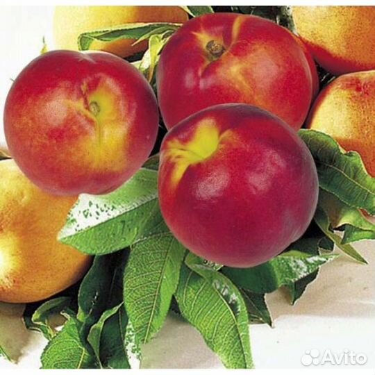 Саженцы персик, черешня и т.д