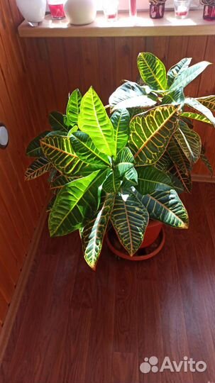 Кодиеум кротон