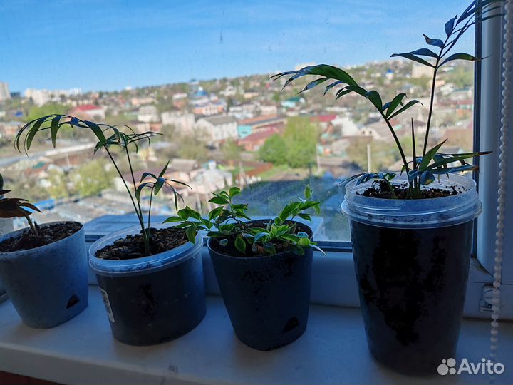 Комнатные цветы