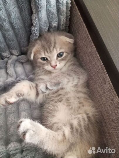 Британские кошечки